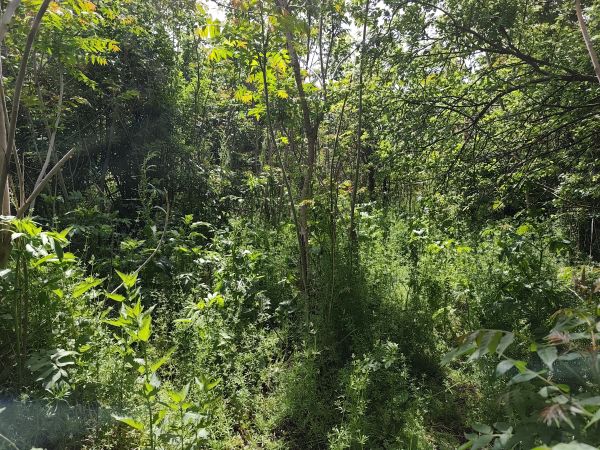 House for sale in village of Strahilovo 