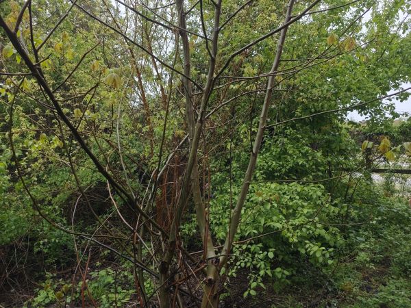 Investment opportunity in Borovo – High-potential renovation project